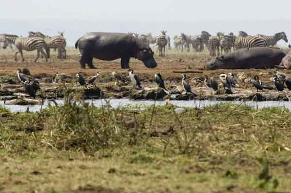 78 - Tanzania - Hipopotamos y Cebras - parque nacional lago Manyara